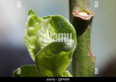 Junge Blätter, leuchtend grün, auf einem Ast Stockfoto