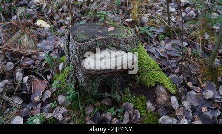 Eine Nahaufnahme eines Hufpilzes auf einem kleinen Stumpf in einem Wald Stockfoto