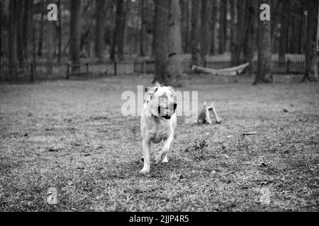 Eine Graustufenaufnahme eines Labrador Retriever mit einem Ball im Mund, der spielerisch auf dem Feld läuft Stockfoto