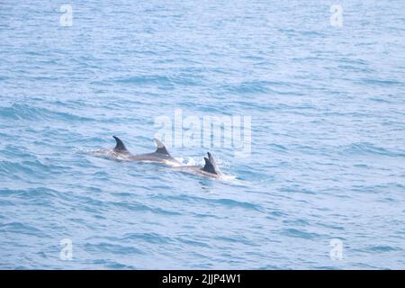 Ein Delfin, der in einer blauen, ruhigen Meeresoberfläche schwimmt Stockfoto