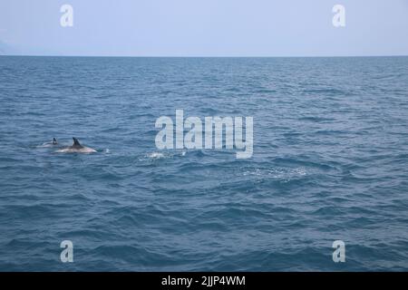 Ein Delfin, der in einer blauen, ruhigen Meeresoberfläche schwimmt Stockfoto