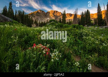 Goldenes Sonnenlicht ziert die hohen Berggipfel der Wasatch Mountains in Utah, USA. Wunderschöne Wildblumen sorgen für einen wunderschönen Vordergrund. Stockfoto