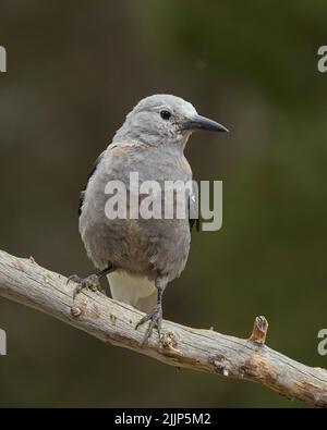 Clarks Nussknacker (Nucifraga columbiana), Mono County California USA Stockfoto