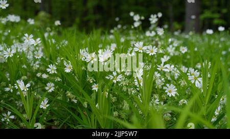 Eine Nahaufnahme von Sternwürzeblumen (Stellaria) in ihrer vollen Blüte in einem grünen Feld mit verschwommenen Bäumen im Hintergrund Stockfoto