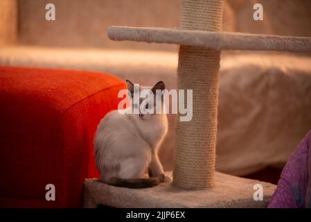 Ein süßes weißes Kätzchen, das in seinem Haus sitzt Stockfoto
