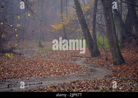 Eine kurvenreiche Straße in einem Herbstpark an einem nebligen Tag Stockfoto