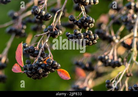 Ein selektiver Fokus von Chokeberry (Aronia melanocarpa)-Clustern Stockfoto