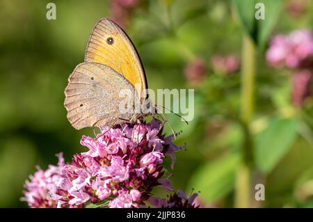 Eine Nahaufnahme des Schmetterlings von Meadow Brown, der auf einer Blume mit einem verschwommenen grünen Hintergrund sitzt Stockfoto