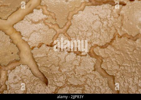 Eine Textur einer Cookie-Makroaufnahme - tan biege Risse Textur Stockfoto