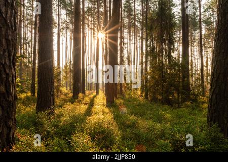 Die Sonne scheint hinter den Bäumen in einem Wald Stockfoto