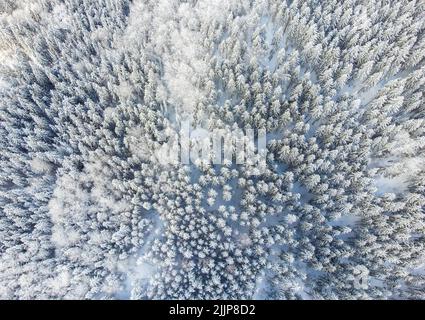 Eine Luftaufnahme einer wunderschönen Winterlandschaft mit Pinien, die mit Schnee bedeckt sind Stockfoto