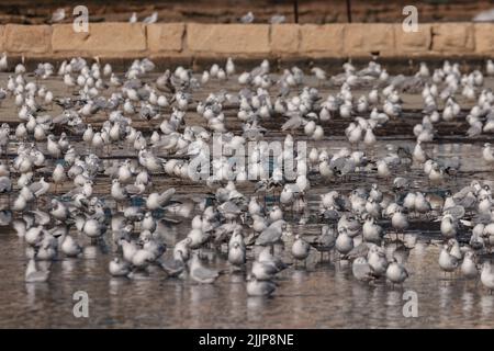 Gemischte Herde mediterraner Ichthyaetus melanocephalus und schwarzköpfiger Chroicocephalus ridibundus-Möwen im Winter, die an der Wand ruhen Stockfoto