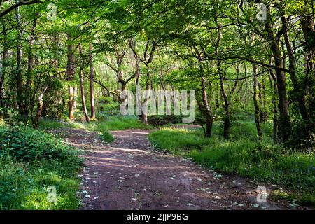 Eine wunderschöne Aufnahme eines Waldes im Sommer Stockfoto