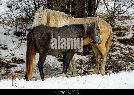 Ein paar weiße und schwarze Pferde auf einem verschneiten Feld auf dem Land Stockfoto