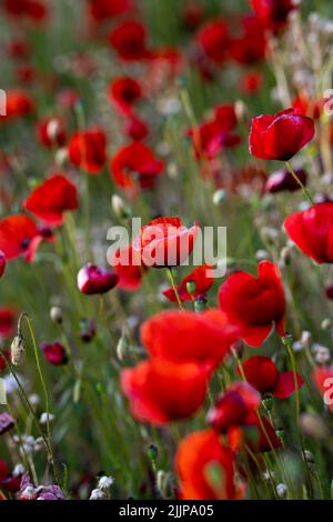 Eine vertikale Aufnahme von roten Mohnblumen auf einem Feld mit unscharfem Hintergrund Stockfoto