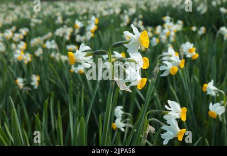 Französische Narzissen Narcissus tazetta in Blüte auf einem verlassenen Feld in einem Naturschutzgebiet. Malta Stockfoto