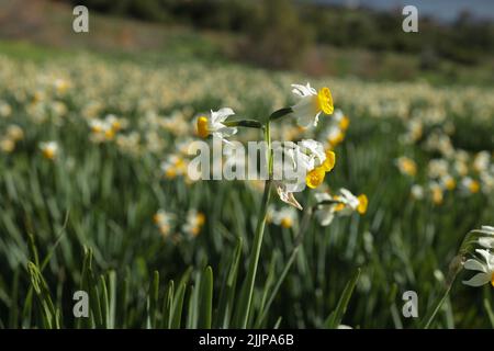 Französische Narzissen Narcissus tazetta in Blüte auf einem verlassenen Feld in einem Naturschutzgebiet. Malta Stockfoto