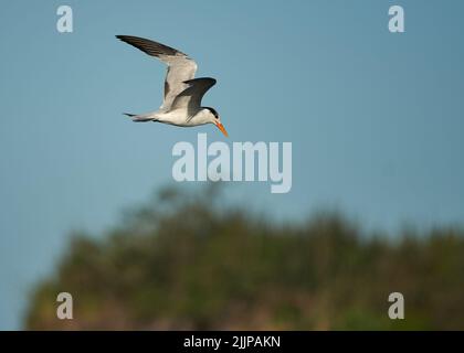 Eine flache Fokusaufnahme einer königlichen Seeschwalbe mit offenen Flügeln, die nach unten blicken, während sie auf einem blauen Himmelshintergrund fliegt Stockfoto