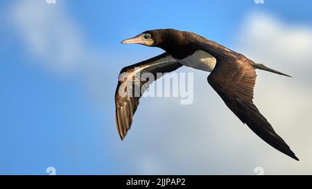 Eine Nahaufnahme des braunen Buschvogels, der in einem blauen Himmel fliegt Stockfoto