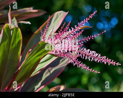 Eine Nahaufnahme von Tamarix Perlenblumen, die an einem sonnigen Tag wachsen. Stockfoto