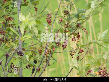 Reife Chokecheries hängen vom Baum Stockfoto