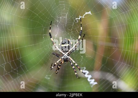 Nahaufnahme eines Argiope Brunnich auf einem Spinnennetz Stockfoto