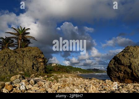 Eine schöne Aufnahme von einigen Palmen, die auf Klippen im Hintergrund von Wolken wachsen. Stockfoto