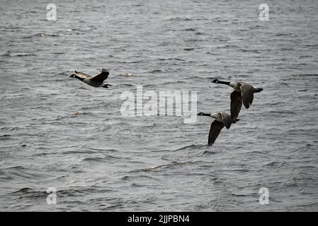 Eine wunderschöne Aufnahme von drei Gänsen, die tagsüber über das Wasser fliegen Stockfoto