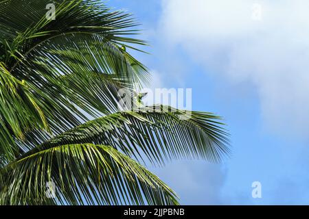 Eine Nahaufnahme von grünen Palmenblättern an einem sonnigen Tag vor einem blau bewölkten Himmel Stockfoto