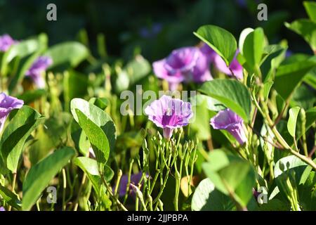 Eine Nahaufnahme mit selektivem Fokus von Bay-Hopfen-Blumen, die an einem sonnigen Tag im Garten blühen Stockfoto