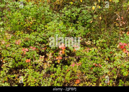 Grüner und orangefarbener Hintergrund mit Blättern und Zweigen einer Brombeere (Rubus ulmifolius) im Herbst im Wald. Stockfoto