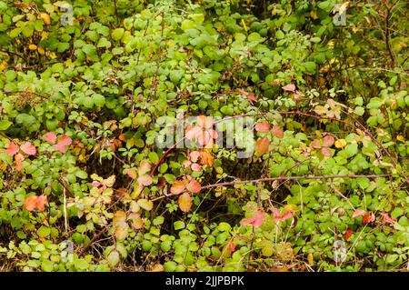 Grüner und orangefarbener Hintergrund mit Blättern und Zweigen einer Brombeere (Rubus ulmifolius) im Herbst im Wald. Stockfoto