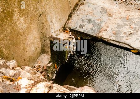 Sauberes, klares Wasser, das aus einem traditionellen, mit Steinen ausgekleideten Metallauslauf oder -Rohr im Wald in Spanien fließt. Stockfoto