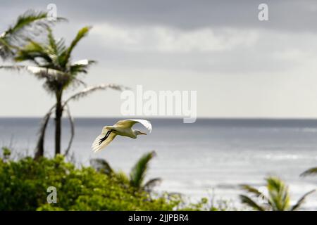 Eine flache Aufnahme eines Reiher, der an einem sonnigen Tag über grünen Pflanzen am Meer fliegt Stockfoto