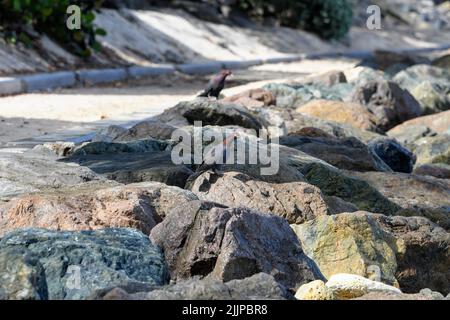 Eine wunderschöne Aufnahme von zwei schuppig napierten Tauben, die in hellem Sonnenlicht auf Felsen am Strand thront Stockfoto