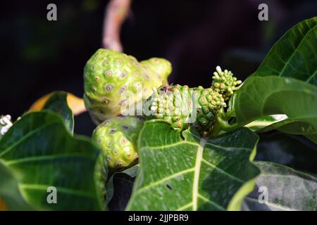 Eine flache Fokusaufnahme einer Fliege, die auf Noni-Früchten thront, die in hellem Sonnenlicht auf einem unscharfen Hintergrund auf einem Baum wächst Stockfoto