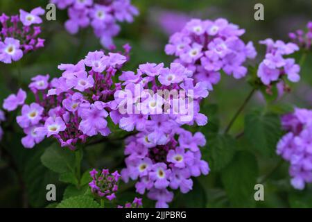 Eine selektive Fokusaufnahme von lilafarbenen lantana-Pflanzen mit grünen Blättern im Garten Stockfoto