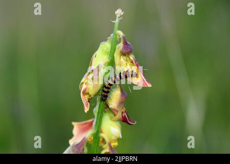 Eine flache Fokusaufnahme einer Zinnober-Raupe, die auf einer blühenden Pflanze im Garten auf einem verschwommenen grünen Hintergrund kriecht Stockfoto