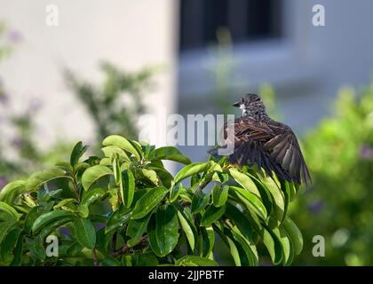 Ein flacher Fokus von einem braunohrigen Bulbul, der auf einer Baumspitze thront und seine Flügel in hellem Sonnenlicht auf einem unscharfen Hintergrund ausbreitet Stockfoto