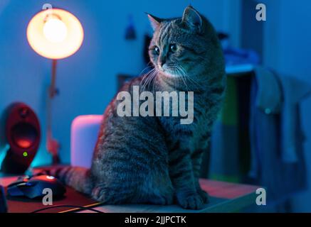 Eine braune Katze mit Tabby, die auf einem Schreibtisch sitzt und im Hintergrund eine Lampe hat Stockfoto