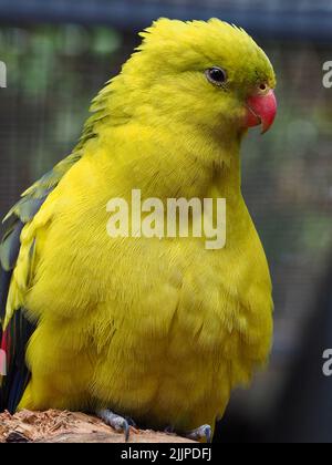 Ein Nahaufnahme-Porträt eines wunderbaren auffälligen Regent Papagei mit hellem auffälligen Gefieder. Stockfoto