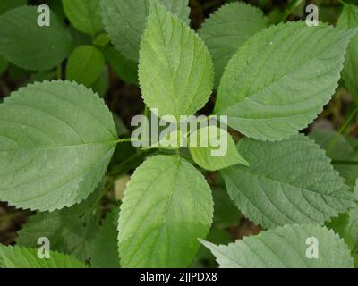 Eine Draufsicht auf eine Brennnessel, die in den Wäldern von Missouri wächst Stockfoto