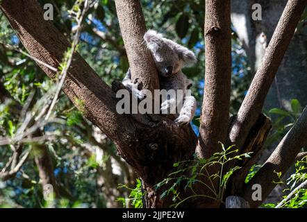 Ein Koala ( Phascolarctos cinereus) schläft auf einem Baum in Sydney, NSW, Australien (Foto: Tara Chand Malhotra) Stockfoto