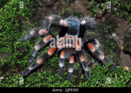 Nahaufnahme einer mexikanischen roten Kniee Tarantula auf Moos, Indonesien Stockfoto