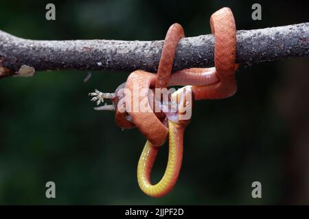 Junge rote Boiga-Schlange, die an einem Baum hängt und eine Eidechse frisst, Indonesien Stockfoto
