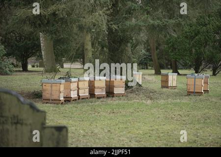 Blick auf Kästen mit Bienen von einem Imker auf einem Friedhof Stockfoto