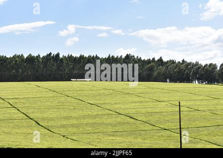 Ein sonniger Blick auf weite Teeplantagen auf einem Hintergrund des Pinienwaldes Stockfoto