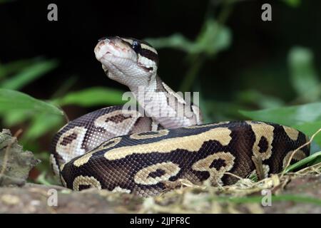 Nahaufnahme eines Kugelpythons, der sich zusammenrollte, Indonesien Stockfoto