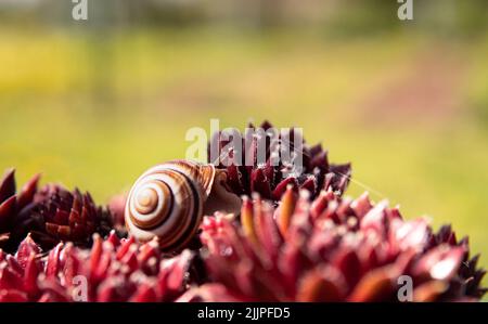 Eine Nahaufnahme einer Schnecke auf schönen rosa Blüten und einem grünen Feld im Hintergrund Stockfoto