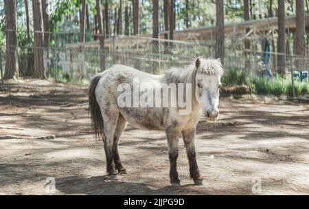 Eine schöne Aufnahme eines weißen und grauen Ponys, das in seinem Gehege im Zoo in hellem Sonnenlicht steht Stockfoto